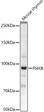 PI4KB Antibody in Western Blot (WB)
