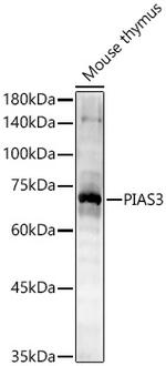 PIAS3 Antibody in Western Blot (WB)
