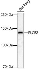 PLCB2 Antibody in Western Blot (WB)