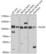 PLCD4 Polyclonal Antibody