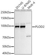 PLOD2 Polyclonal Antibody