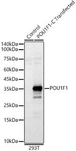 PIT1 Polyclonal Antibody