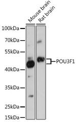 OCT6 Polyclonal Antibody