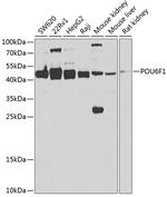 POU6F1 Antibody in Western Blot (WB)