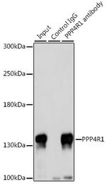PPP4R1 Antibody in Immunoprecipitation (IP)