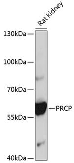 PRCP Polyclonal Antibody