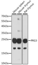 PRG3 Polyclonal Antibody