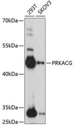 PRKACG Polyclonal Antibody