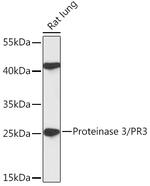 PR3 Polyclonal Antibody
