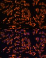 PRX Polyclonal Antibody