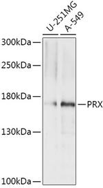 PRX Antibody in Western Blot (WB)