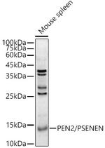 PEN2 Polyclonal Antibody
