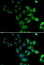 PSG1 Antibody in Immunocytochemistry (ICC/IF)