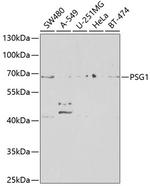 PSG1 Antibody in Western Blot (WB)