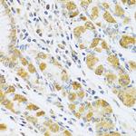 PSG1 Antibody in Immunohistochemistry (Paraffin) (IHC (P))
