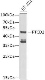 PTCD2 Polyclonal Antibody