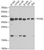 PTCRA Polyclonal Antibody