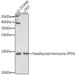 PTH Polyclonal Antibody