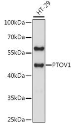 PTOV1 Antibody in Western Blot (WB)