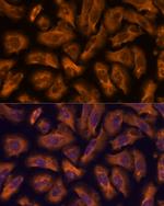 PTRF Polyclonal Antibody