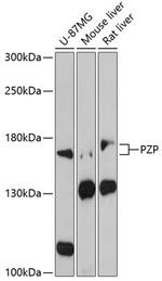 PZP Polyclonal Antibody