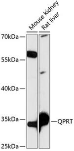 QPRT Polyclonal Antibody