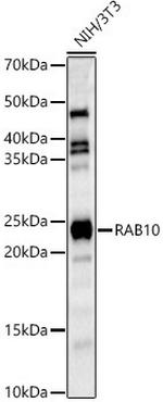 RAB10 Polyclonal Antibody