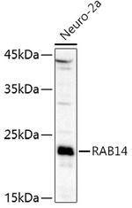 RAB14 Polyclonal Antibody