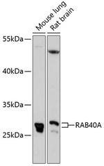 RAB40A Polyclonal Antibody