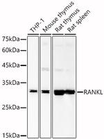 RANKL Antibody in Western Blot (WB)