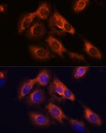 RAPH1 Antibody in Immunocytochemistry (ICC/IF)