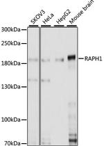 RAPH1 Antibody in Western Blot (WB)