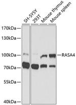 RASA4 Polyclonal Antibody