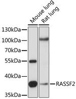 RASSF2 Polyclonal Antibody
