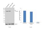Rb Antibody