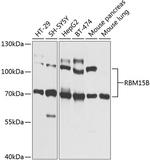 RBM15B Polyclonal Antibody