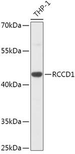 RCCD1 Polyclonal Antibody