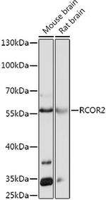 RCOR2 Polyclonal Antibody