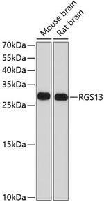 RGS13 Polyclonal Antibody