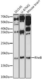 RHEB Polyclonal Antibody