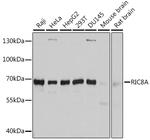 RIC8A Polyclonal Antibody