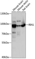 RIN1 Polyclonal Antibody