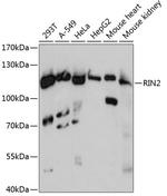 RIN2 Polyclonal Antibody