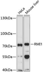 RMI1 Polyclonal Antibody