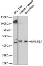 RMND5A Polyclonal Antibody