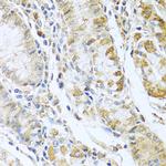 RNASE13 Antibody in Immunohistochemistry (Paraffin) (IHC (P))