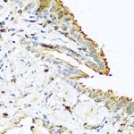 RNASE13 Antibody in Immunohistochemistry (Paraffin) (IHC (P))