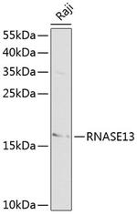 RNASE13 Antibody in Western Blot (WB)
