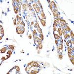 RNF149 Antibody in Immunohistochemistry (Paraffin) (IHC (P))