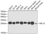 RPL13 Antibody in Western Blot (WB)